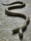 two_headed_snake_by_slug45