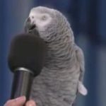 parrot_einstein